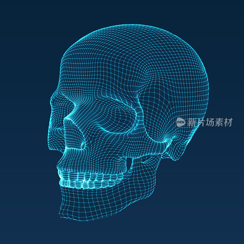三维颅骨。Ware mesh从3d应用程序。